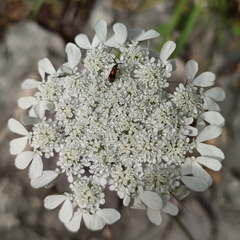 Tordylium trachycarpum