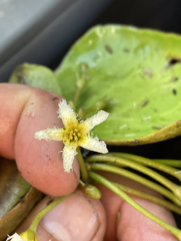 Nymphoides brevipedicellata