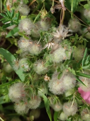Trifolium pilulare
