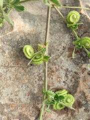 Medicago rugosa