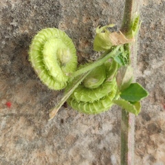 Medicago rugosa