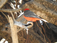 Pyrocephalus rubinus