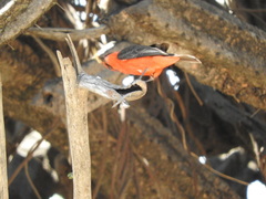 Pyrocephalus rubinus