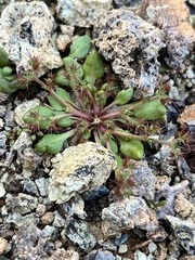 Chorizanthe aphanantha