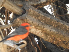 Pyrocephalus rubinus