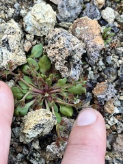 Chorizanthe aphanantha