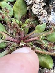 Chorizanthe aphanantha