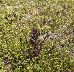 Chloropyron molle hispidum