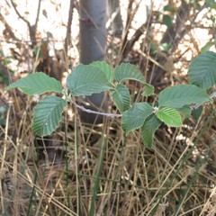 Alnus oblongifolia