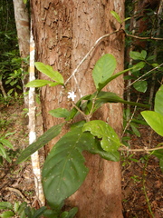 Atractocarpus sessilis