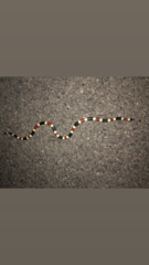 Micruroides euryxanthus euryxanthus