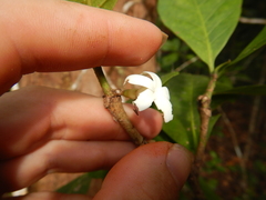 Atractocarpus sessilis
