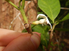 Atractocarpus sessilis