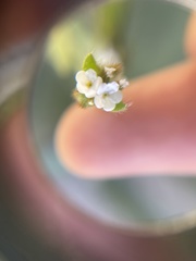 Plagiobothrys arizonicus