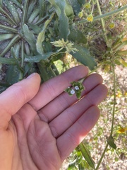 Plagiobothrys arizonicus