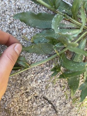 Plagiobothrys arizonicus