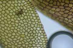 Jungermannia atrovirens