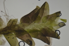 Jungermannia atrovirens