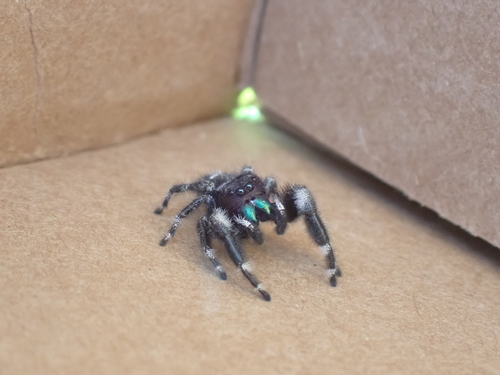 Bold Jumping Spider photographed in Oregon