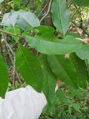 Volkameria glabra