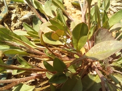 Trigonotis peduncularis