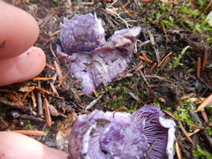 Thaxterogaster occidentalis