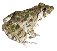 Fejervarya orissaensis