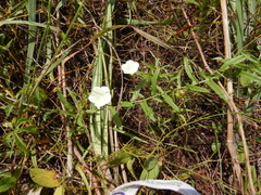 Xenostegia tridentata