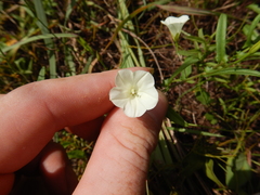 Xenostegia tridentata