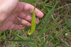 Asclepias longifolia