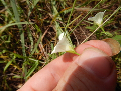 Xenostegia tridentata