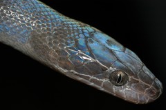 Boaedon fuliginosus