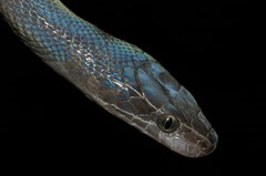 Boaedon fuliginosus