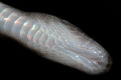 Boaedon fuliginosus