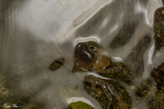 Geothelphusa bicolor