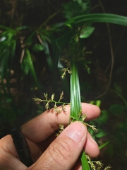 Carex spicatopaniculata