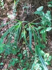 Carex spicatopaniculata