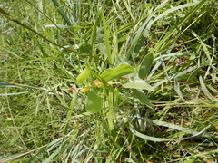 Acacia humifusa