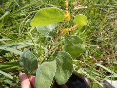 Acacia humifusa