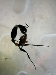 Pseudomyrmecinae