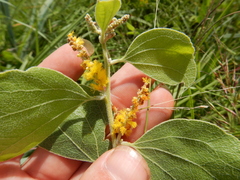 Acacia humifusa