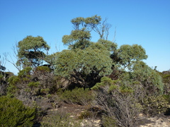 Eucalyptus yalatensis