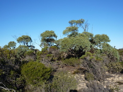 Eucalyptus yalatensis