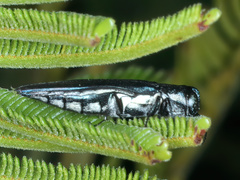 Agrilus hypoleucus