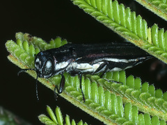 Agrilus hypoleucus