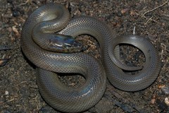 Boaedon fuliginosus