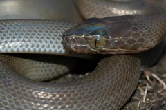 Boaedon fuliginosus