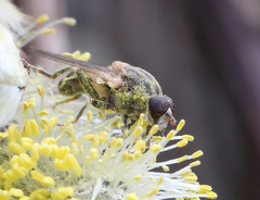 Brachyopa vacua