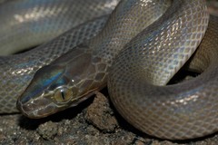Boaedon fuliginosus
