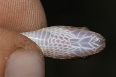 Boaedon fuliginosus